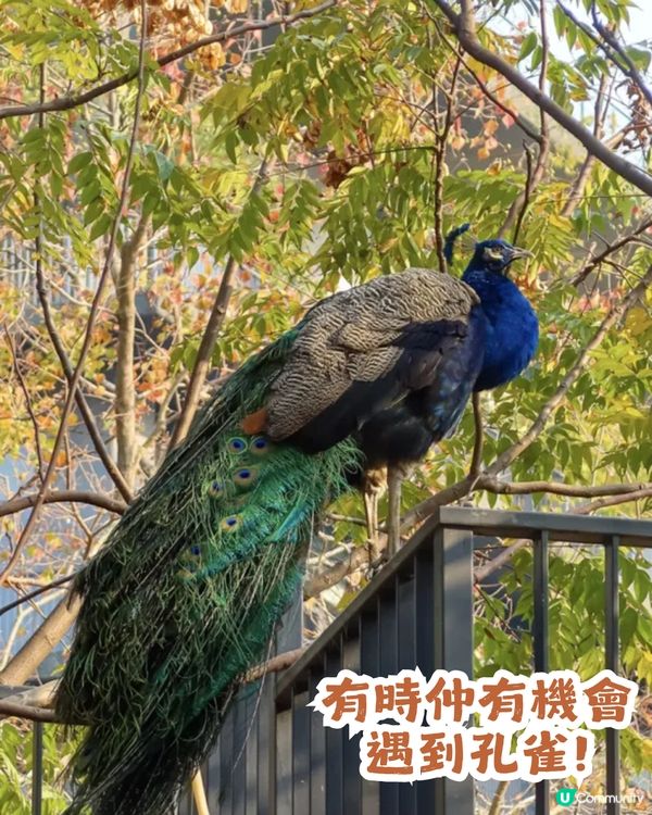 深圳寶安區8.6萬㎡生態園區落羽杉轉紅啦! 附一日遊餐廳+交通攻略