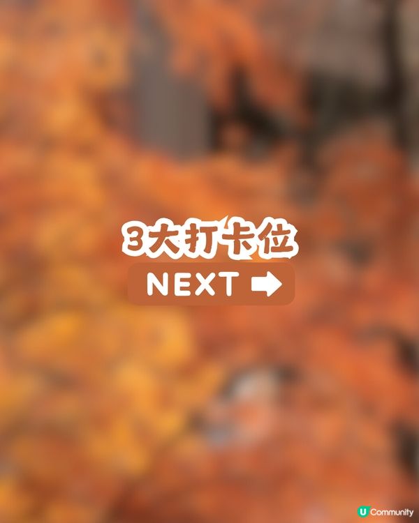 深圳寶安區8.6萬㎡生態園區落羽杉轉紅啦! 附一日遊餐廳+交通攻略