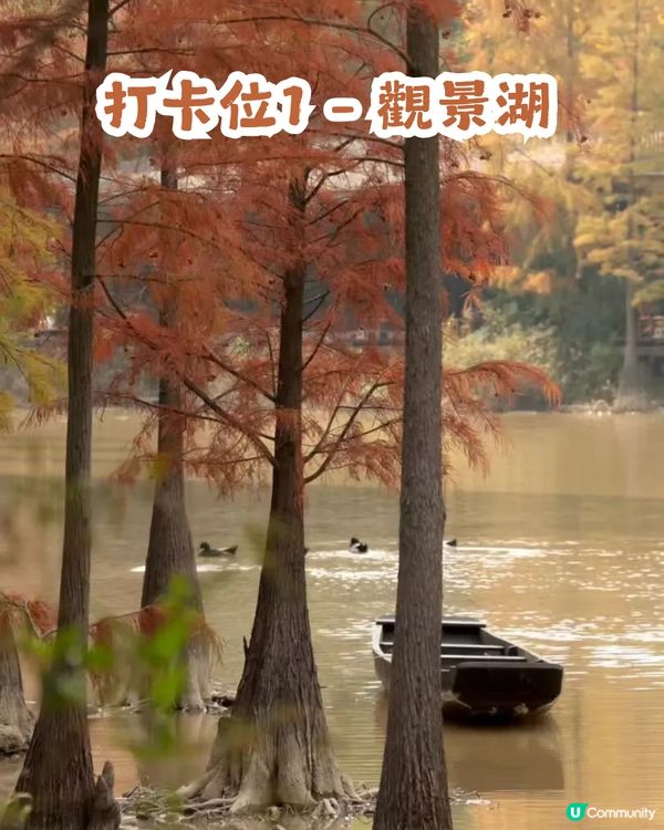 深圳寶安區8.6萬㎡生態園區落羽杉轉紅啦! 附一日遊餐廳+交通攻略