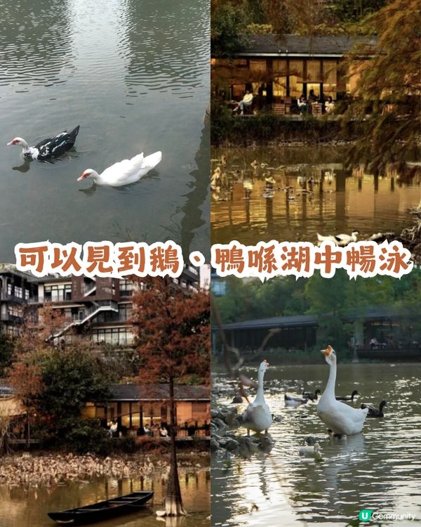 深圳寶安區8.6萬㎡生態園區落羽杉轉紅啦! 附一日遊餐廳+交通攻略