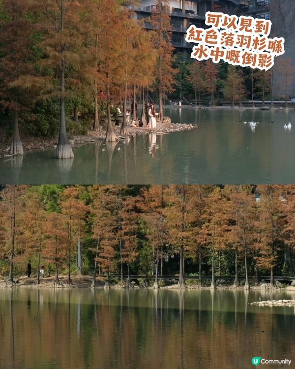 深圳寶安區8.6萬㎡生態園區落羽杉轉紅啦! 附一日遊餐廳+交通攻略