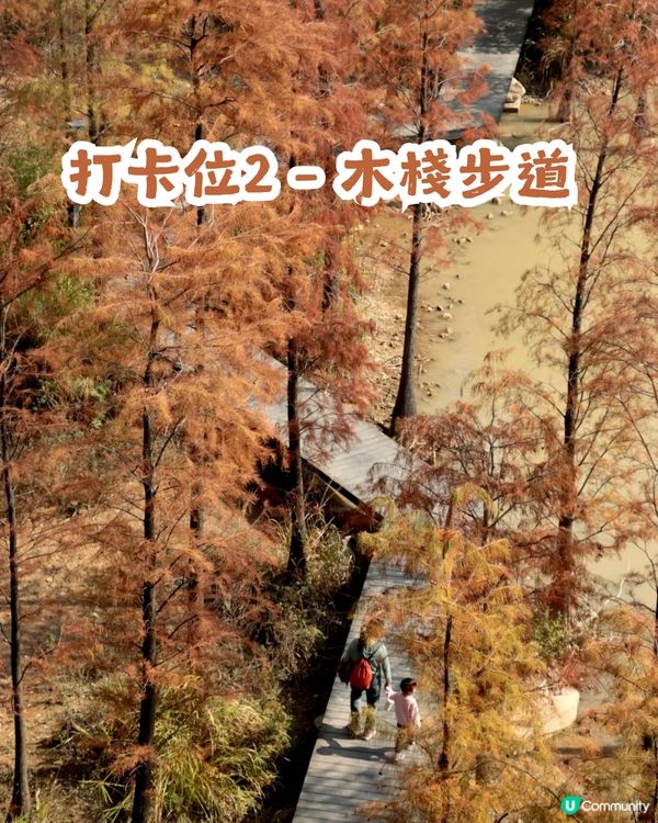 深圳寶安區8.6萬㎡生態園區落羽杉轉紅啦! 附一日遊餐廳+交通攻略