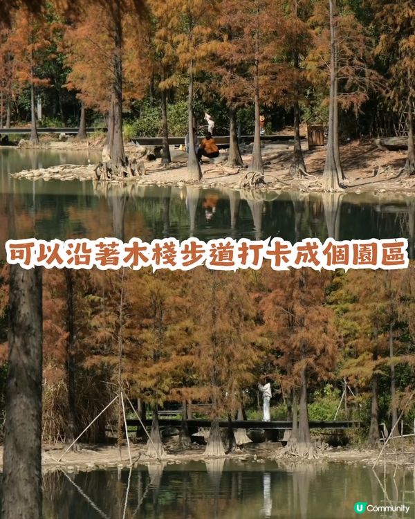 深圳寶安區8.6萬㎡生態園區落羽杉轉紅啦! 附一日遊餐廳+交通攻略