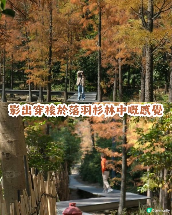 深圳寶安區8.6萬㎡生態園區落羽杉轉紅啦! 附一日遊餐廳+交通攻略