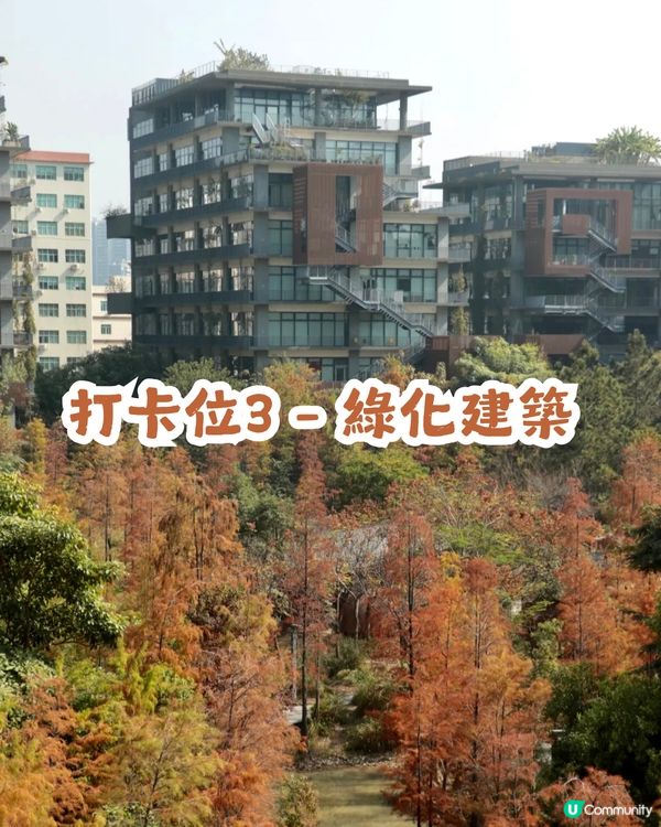 深圳寶安區8.6萬㎡生態園區落羽杉轉紅啦! 附一日遊餐廳+交通攻略