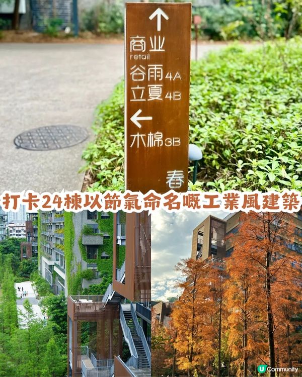 深圳寶安區8.6萬㎡生態園區落羽杉轉紅啦! 附一日遊餐廳+交通攻略