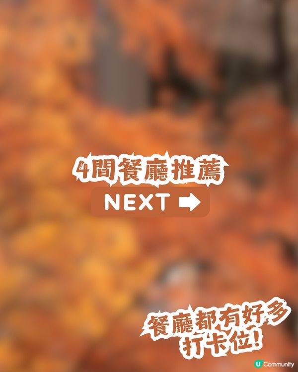 深圳寶安區8.6萬㎡生態園區落羽杉轉紅啦! 附一日遊餐廳+交通攻略