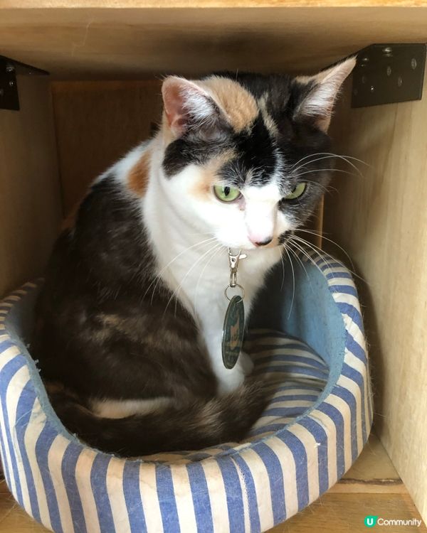 環遊日本🇯🇵｜和歌山市區+貓咪列車日歸攻略