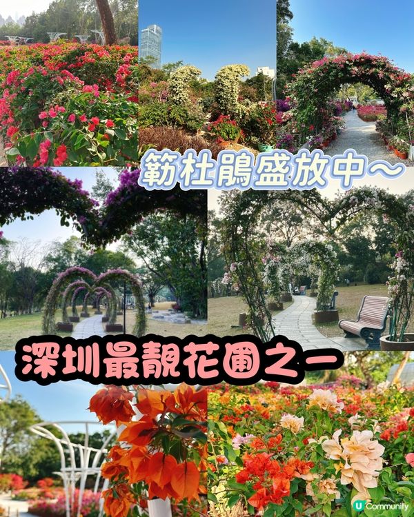 簕杜鵑花圃日記｜蓮花山公園的靜美時光