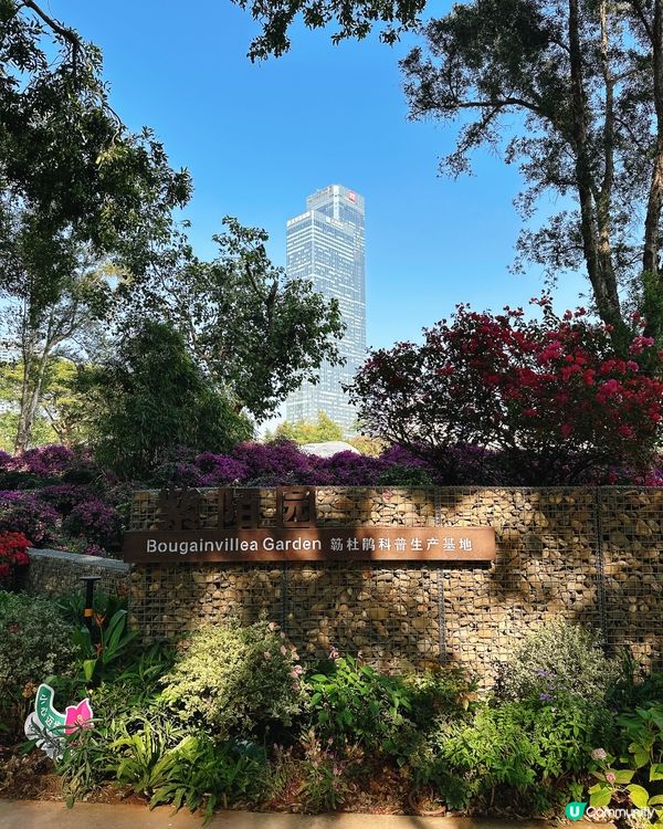 簕杜鵑花圃日記｜蓮花山公園的靜美時光
