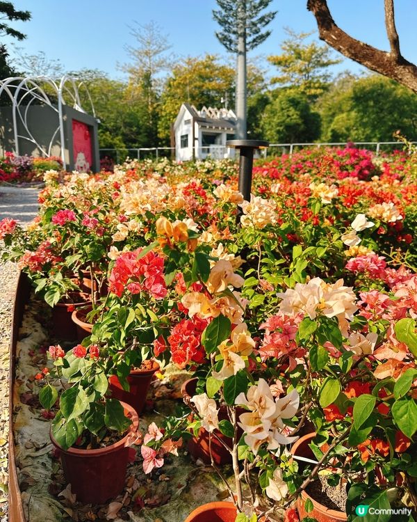 簕杜鵑花圃日記｜蓮花山公園的靜美時光