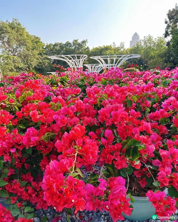 簕杜鵑花圃日記｜蓮花山公園的靜美時光