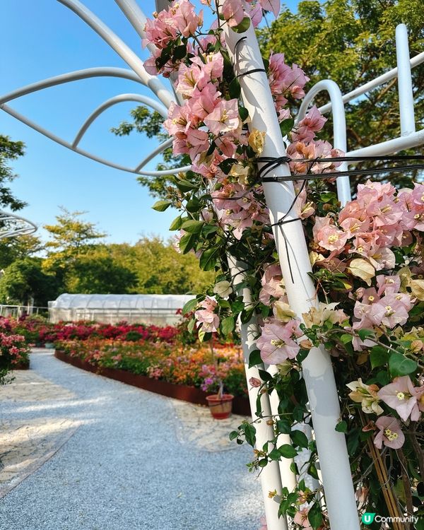 簕杜鵑花圃日記｜蓮花山公園的靜美時光
