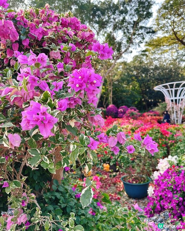 簕杜鵑花圃日記｜蓮花山公園的靜美時光