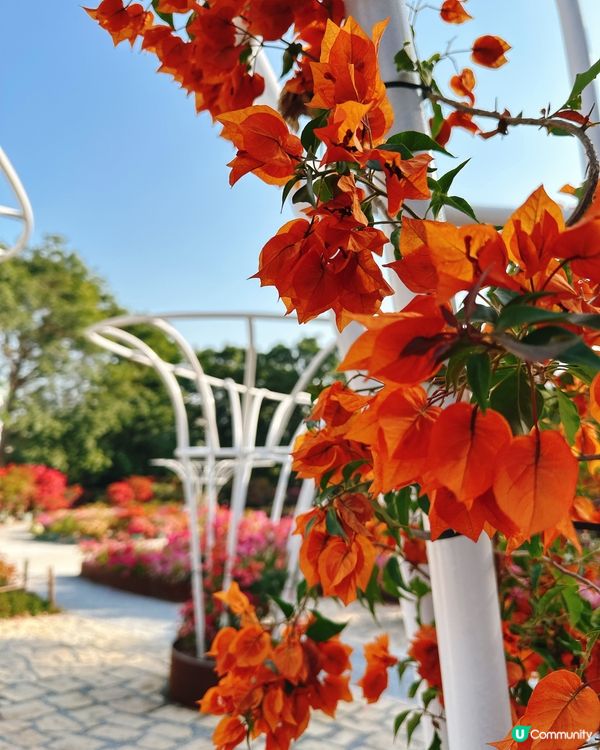 簕杜鵑花圃日記｜蓮花山公園的靜美時光