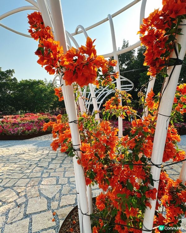 簕杜鵑花圃日記｜蓮花山公園的靜美時光