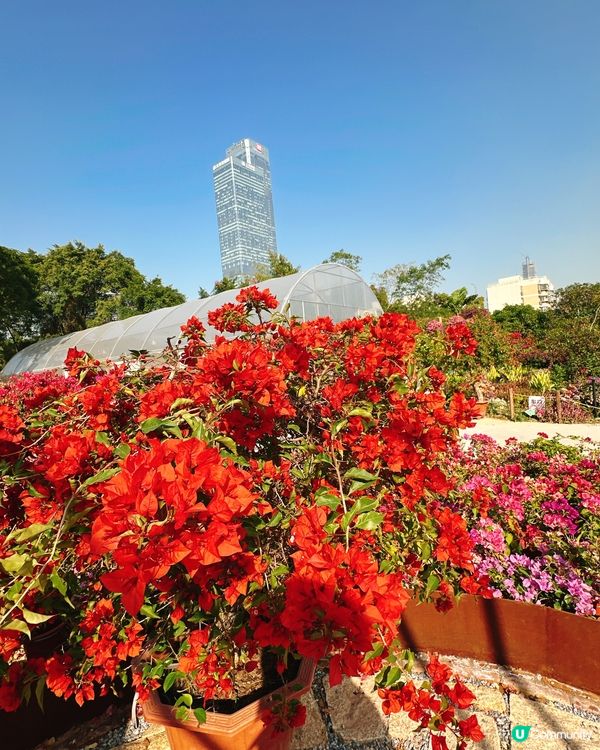 簕杜鵑花圃日記｜蓮花山公園的靜美時光