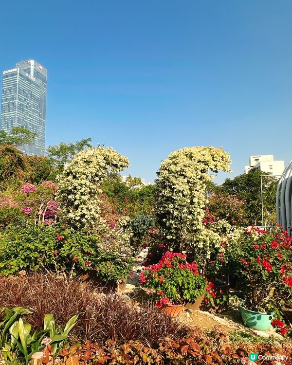 簕杜鵑花圃日記｜蓮花山公園的靜美時光