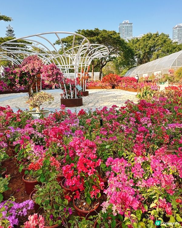 簕杜鵑花圃日記｜蓮花山公園的靜美時光
