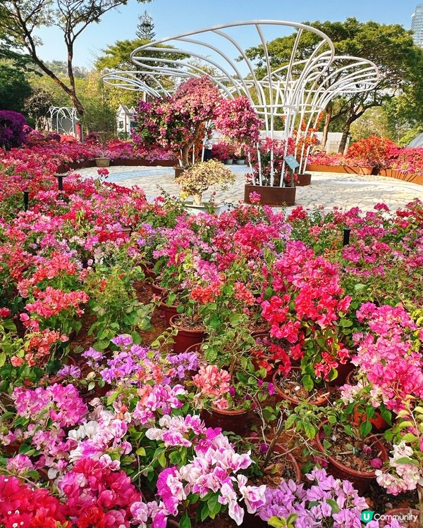 簕杜鵑花圃日記｜蓮花山公園的靜美時光