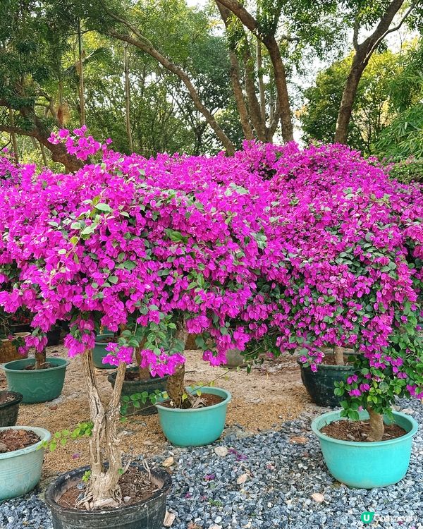 簕杜鵑花圃日記｜蓮花山公園的靜美時光