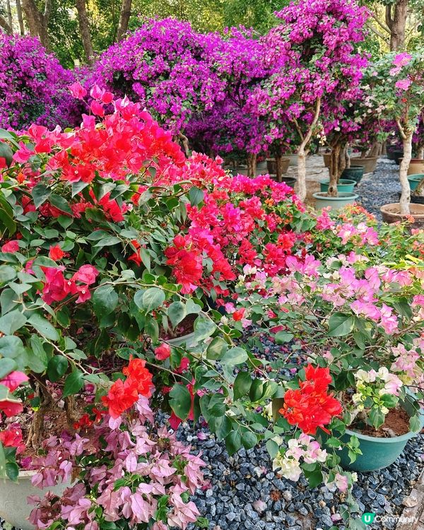 簕杜鵑花圃日記｜蓮花山公園的靜美時光