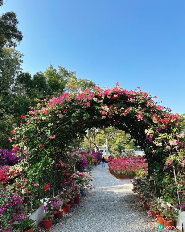 簕杜鵑花圃日記｜蓮花山公園的靜美時光
