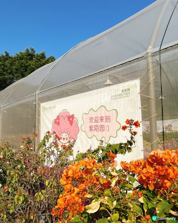 簕杜鵑花圃日記｜蓮花山公園的靜美時光