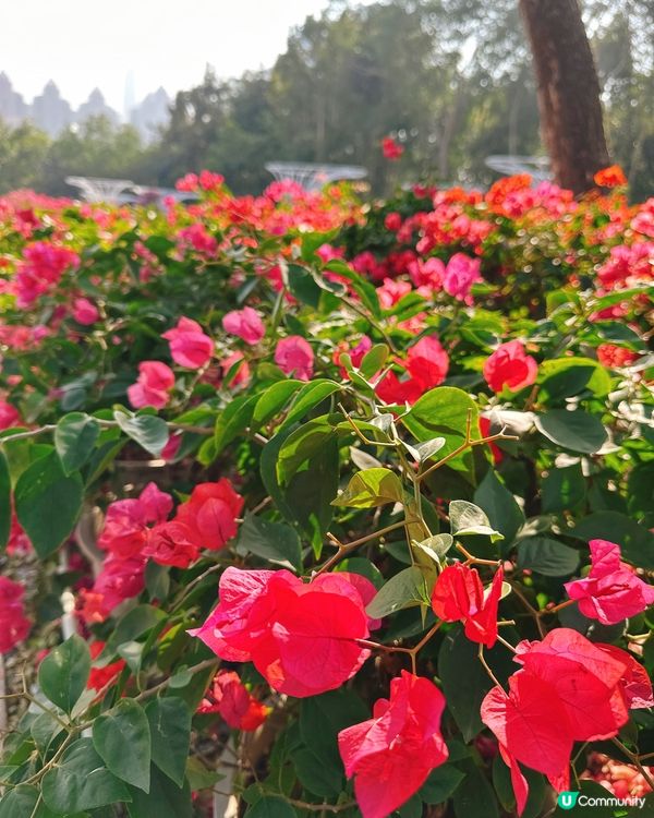 簕杜鵑花圃日記｜蓮花山公園的靜美時光