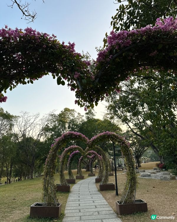 簕杜鵑花圃日記｜蓮花山公園的靜美時光