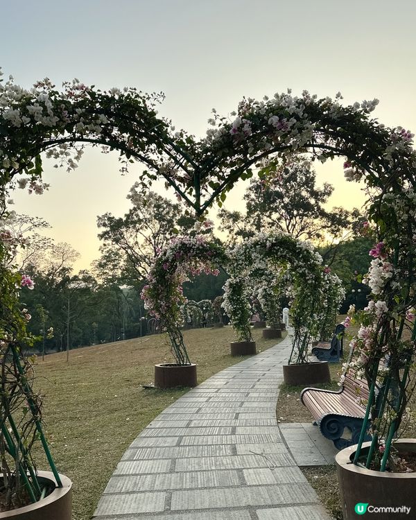 簕杜鵑花圃日記｜蓮花山公園的靜美時光