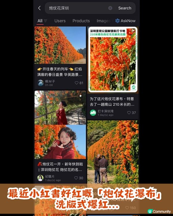 深圳限定！210米「炮仗花海」大爆發🌺橙紅花海超壯觀😍附交通+2大攝影位教學！