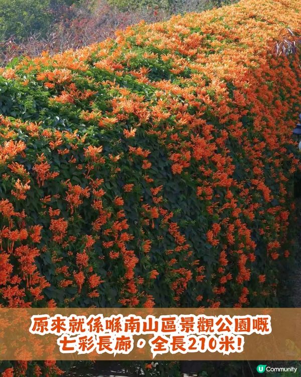 深圳限定！210米「炮仗花海」大爆發🌺橙紅花海超壯觀😍附交通+2大攝影位教學！