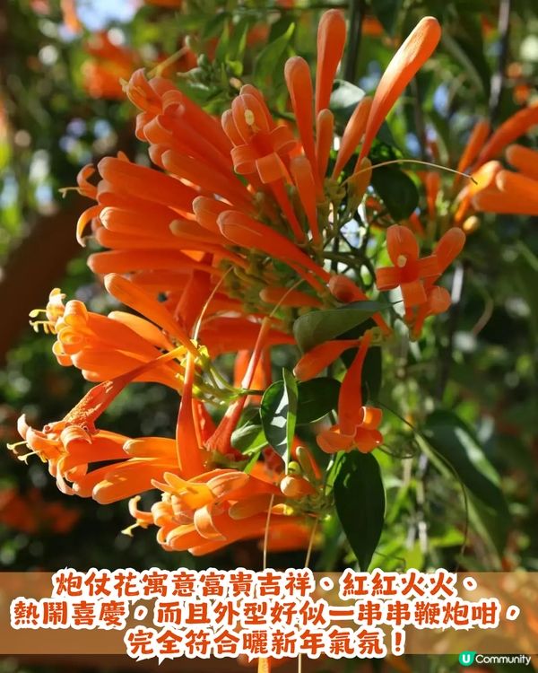 深圳限定！210米「炮仗花海」大爆發🌺橙紅花海超壯觀😍附交通+2大攝影位教學！