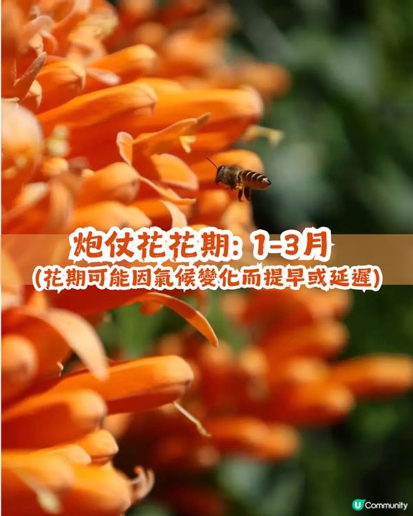 深圳限定！210米「炮仗花海」大爆發🌺橙紅花海超壯觀😍附交通+2大攝影位教學！