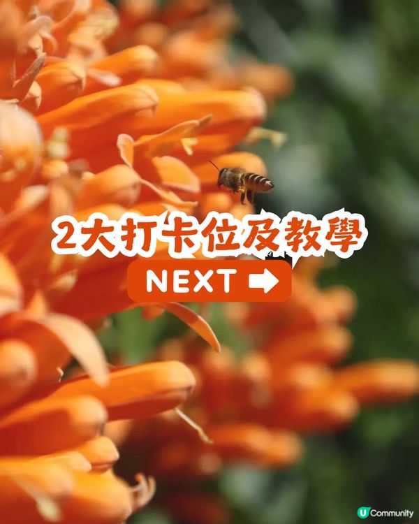 深圳限定！210米「炮仗花海」大爆發🌺橙紅花海超壯觀😍附交通+2大攝影位教學！