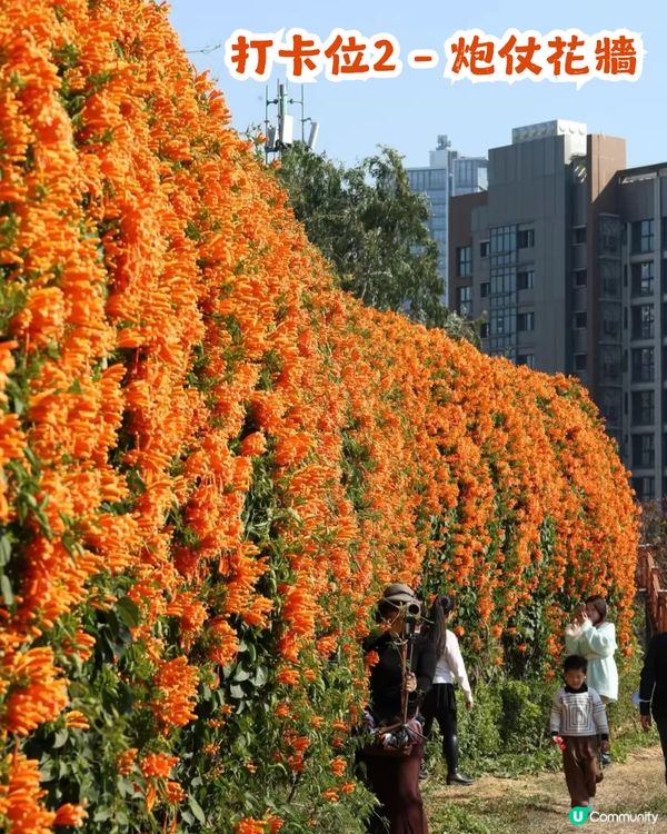 深圳限定！210米「炮仗花海」大爆發🌺橙紅花海超壯觀😍附交通+2大攝影位教學！