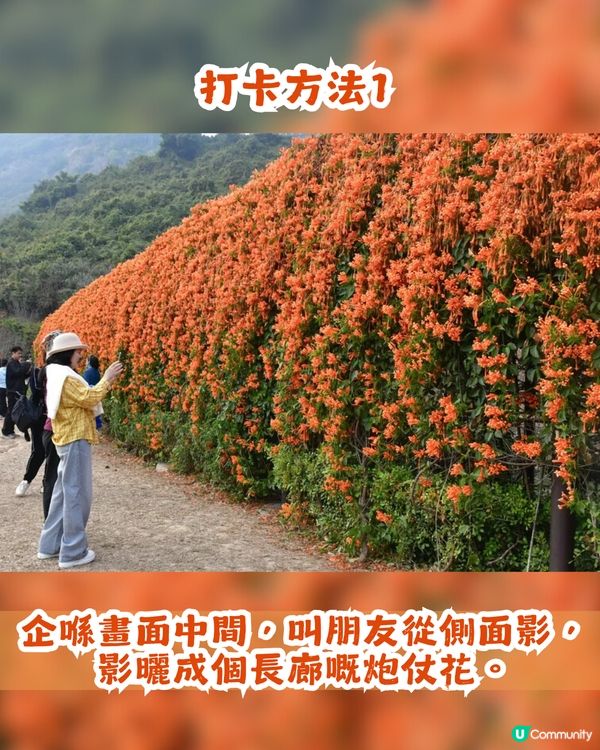 深圳限定！210米「炮仗花海」大爆發🌺橙紅花海超壯觀😍附交通+2大攝影位教學！