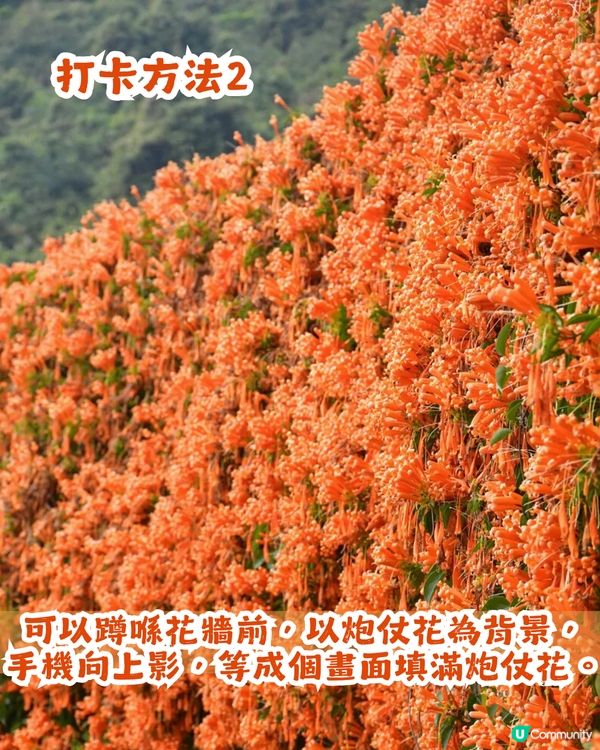 深圳限定！210米「炮仗花海」大爆發🌺橙紅花海超壯觀😍附交通+2大攝影位教學！