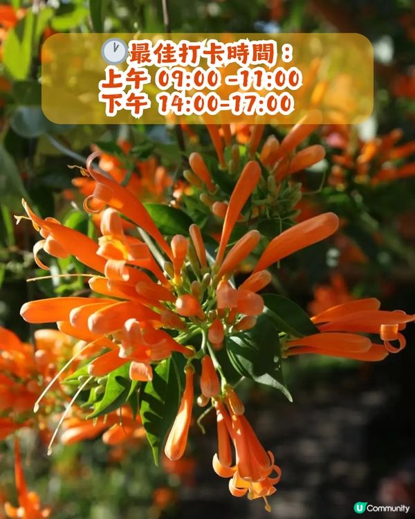 深圳限定！210米「炮仗花海」大爆發🌺橙紅花海超壯觀😍附交通+2大攝影位教學！