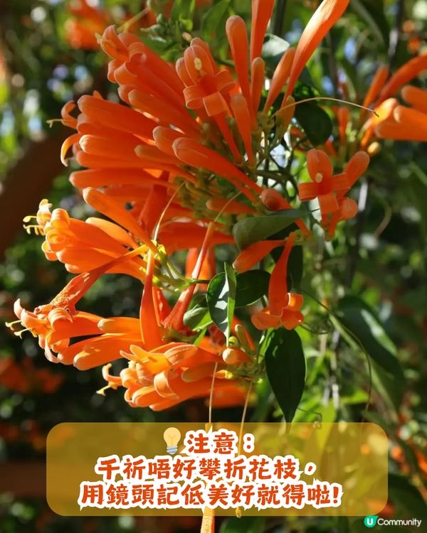 深圳限定！210米「炮仗花海」大爆發🌺橙紅花海超壯觀😍附交通+2大攝影位教學！
