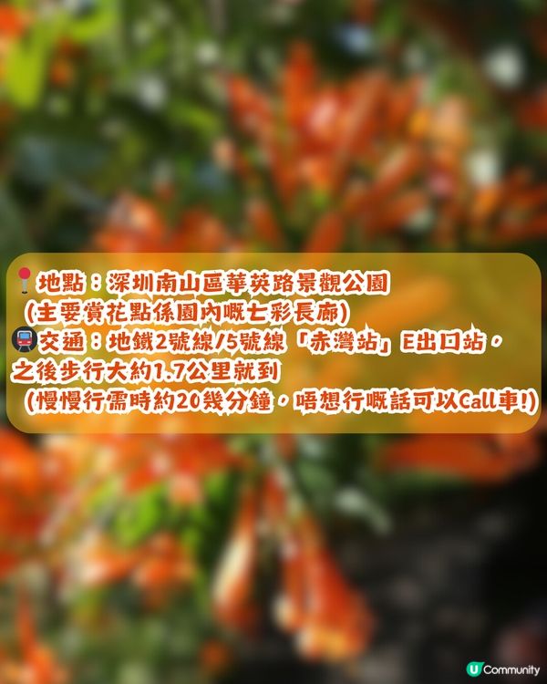 深圳限定！210米「炮仗花海」大爆發🌺橙紅花海超壯觀😍附交通+2大攝影位教學！