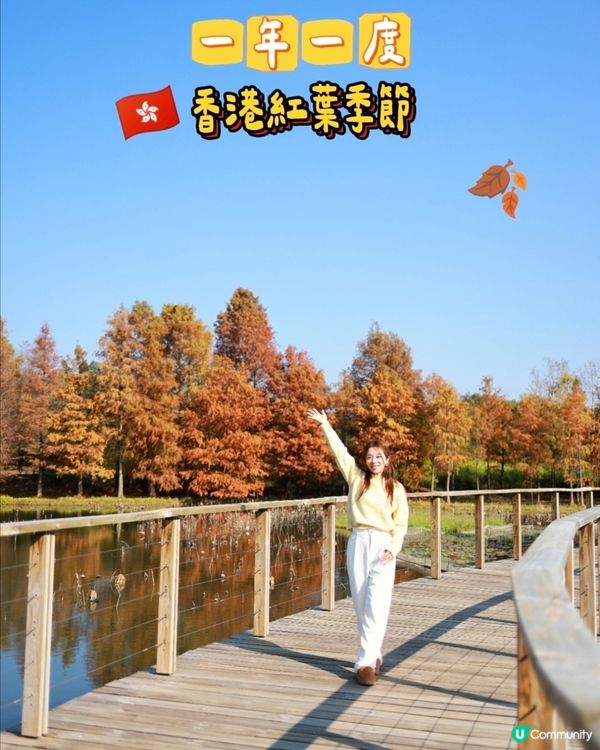 香港熱點🍁🍂天水圍濕地公園落羽松