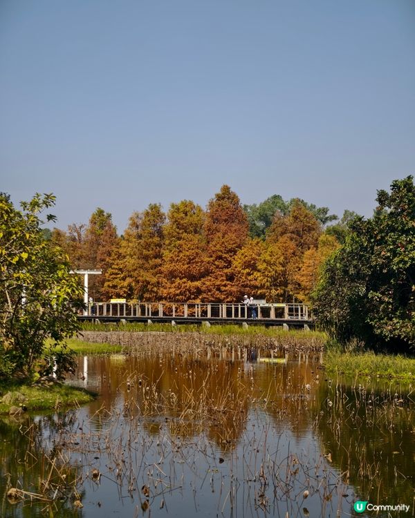 香港熱點🍁🍂天水圍濕地公園落羽松