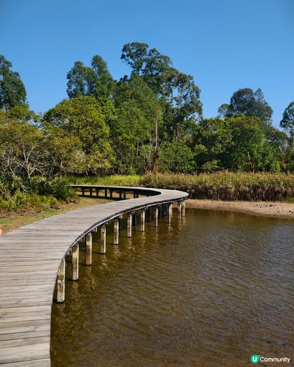 香港熱點🍁🍂天水圍濕地公園落羽松
