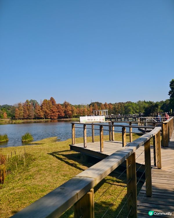 香港熱點🍁🍂天水圍濕地公園落羽松