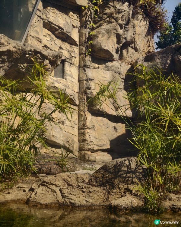 香港熱點🍁🍂天水圍濕地公園落羽松