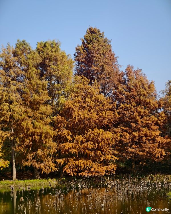 香港熱點🍁🍂天水圍濕地公園落羽松