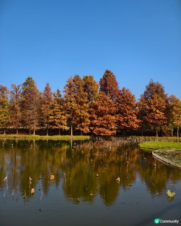 香港熱點🍁🍂天水圍濕地公園落羽松