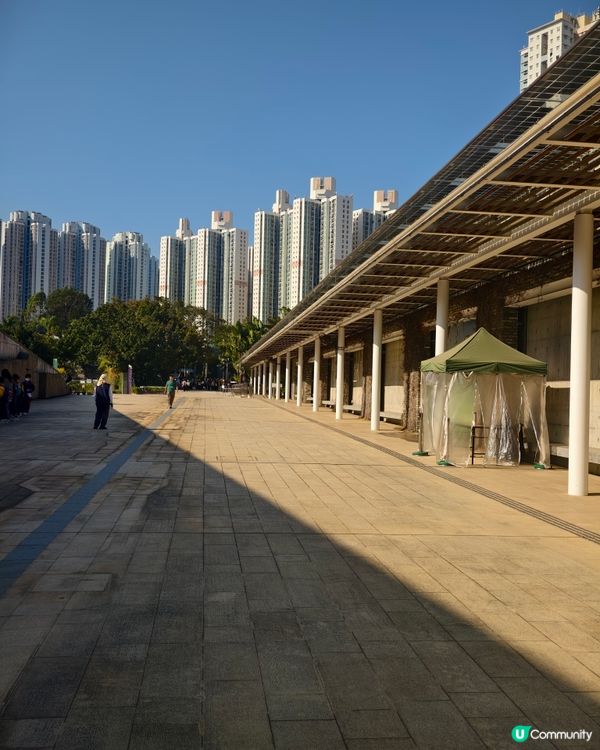 香港熱點🍁🍂天水圍濕地公園落羽松